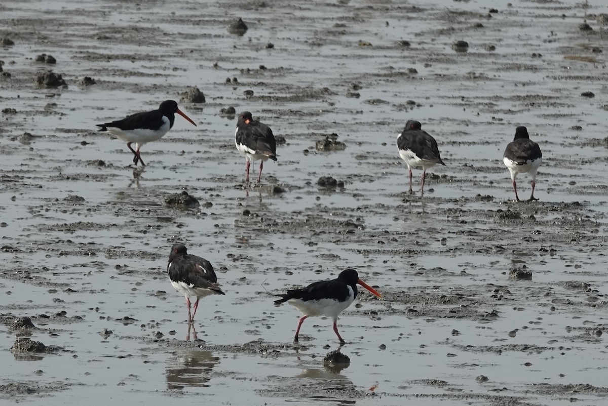 Eurasian Oystercatcher - ML608383330