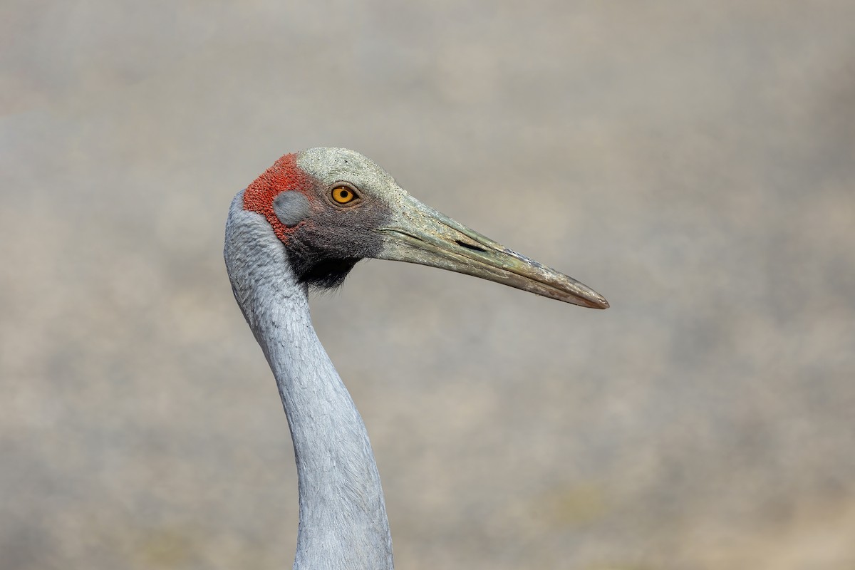 Grulla Brolga - ML608383352