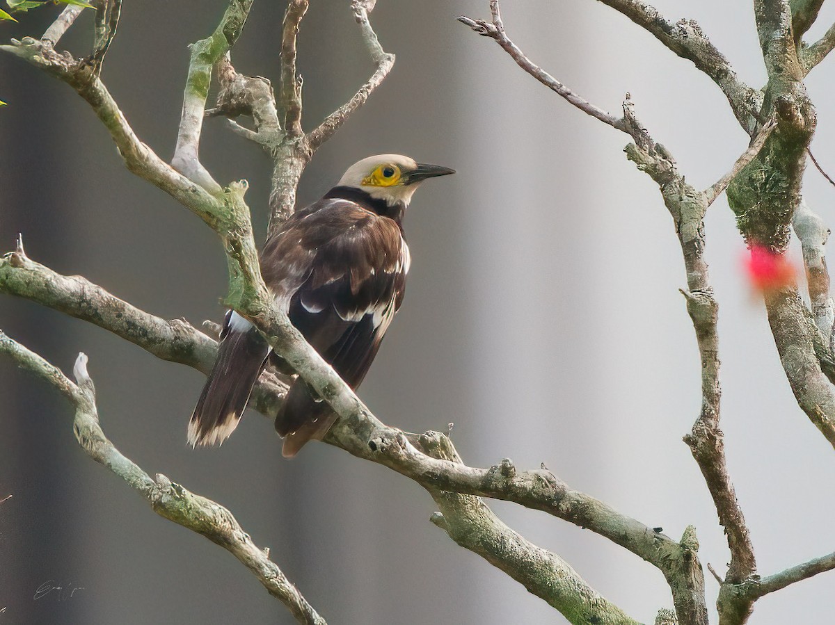 Black-collared Starling - ML608383371
