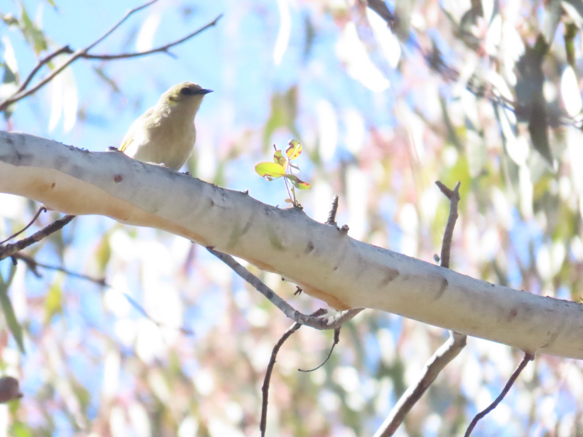 Fuscous Honeyeater - ML608383402