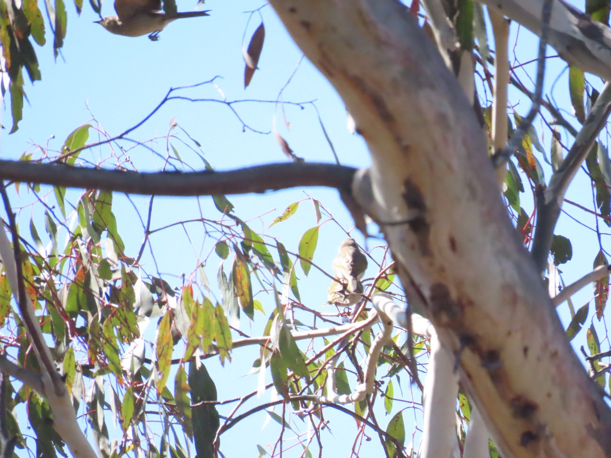 Fuscous Honeyeater - ML608383407