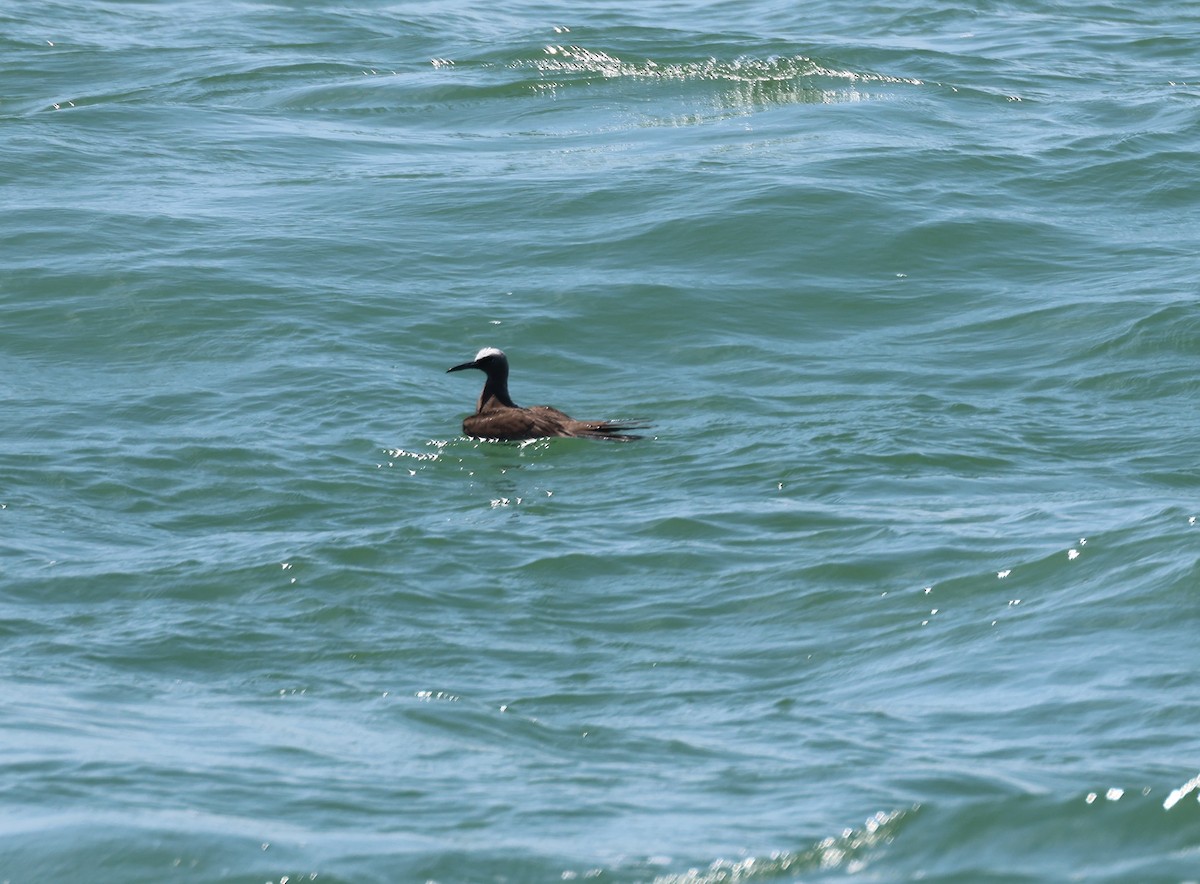 Brown Noddy - ML608383551