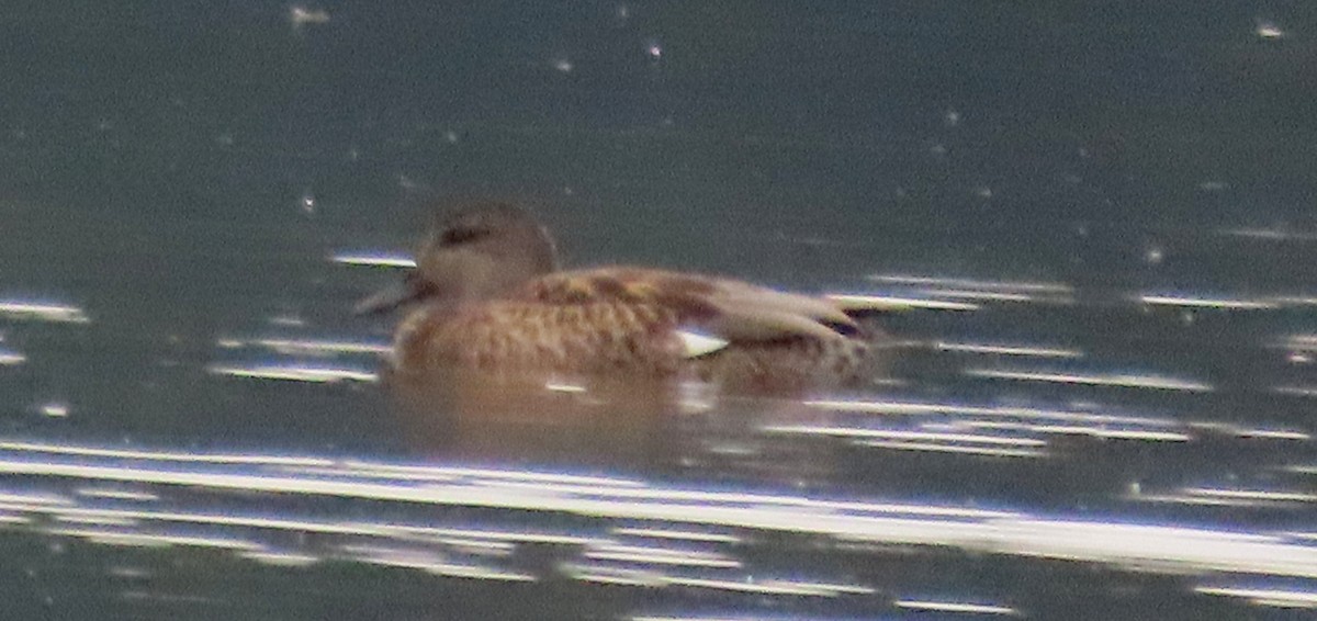 Gadwall - Alfonso Luengo