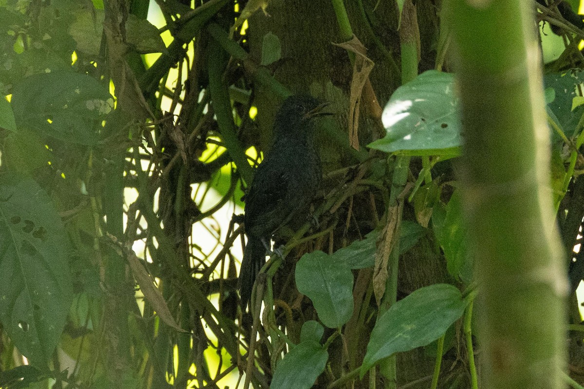 Riparian Antbird - ML608383668