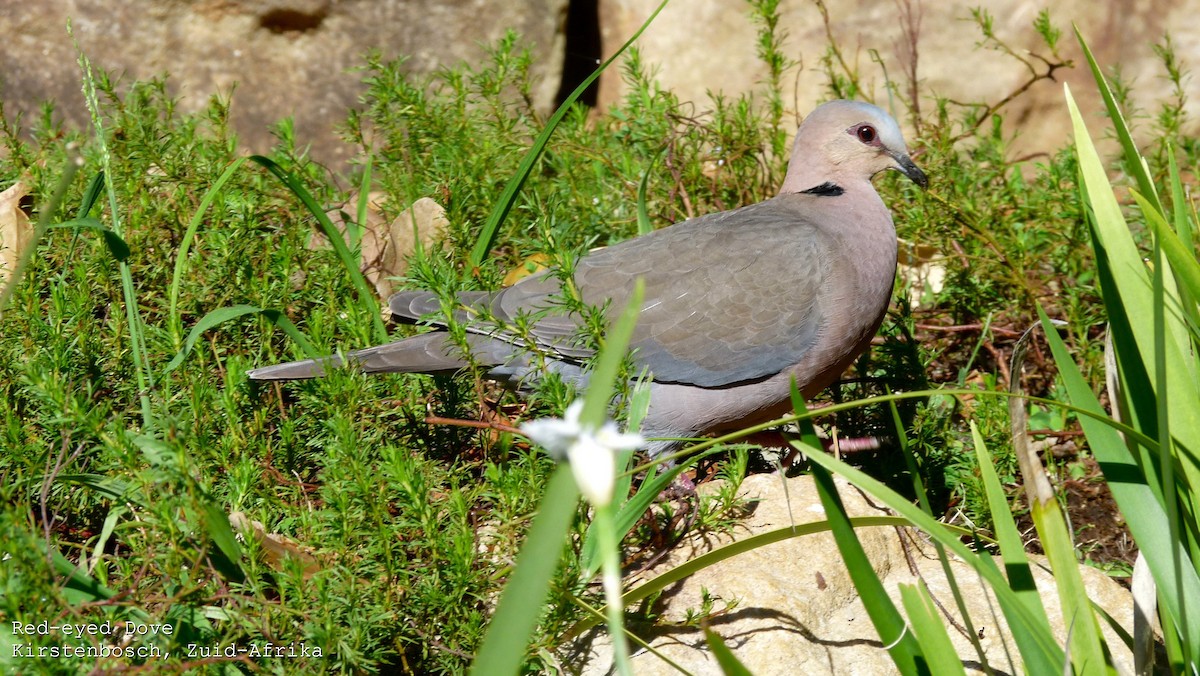 Red-eyed Dove - ML608383773
