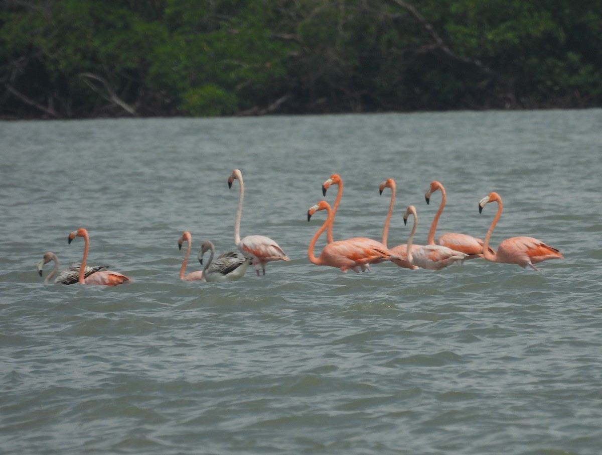 American Flamingo - ML608383781