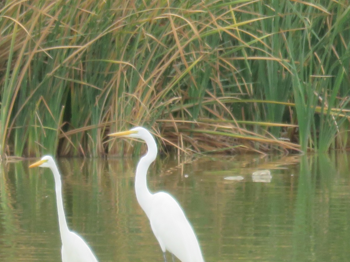 Great Egret - ML608383824