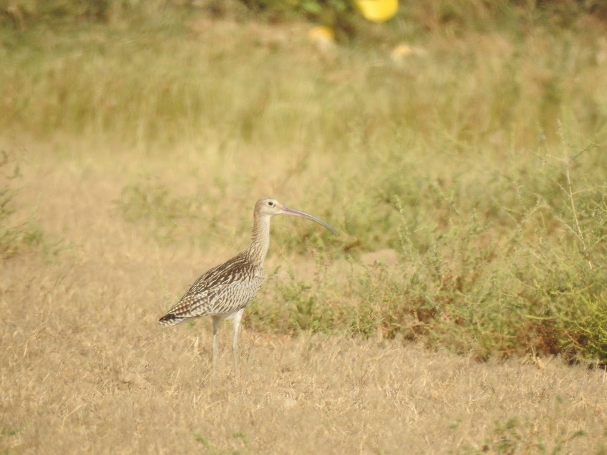 Eurasian Curlew - ML608383919