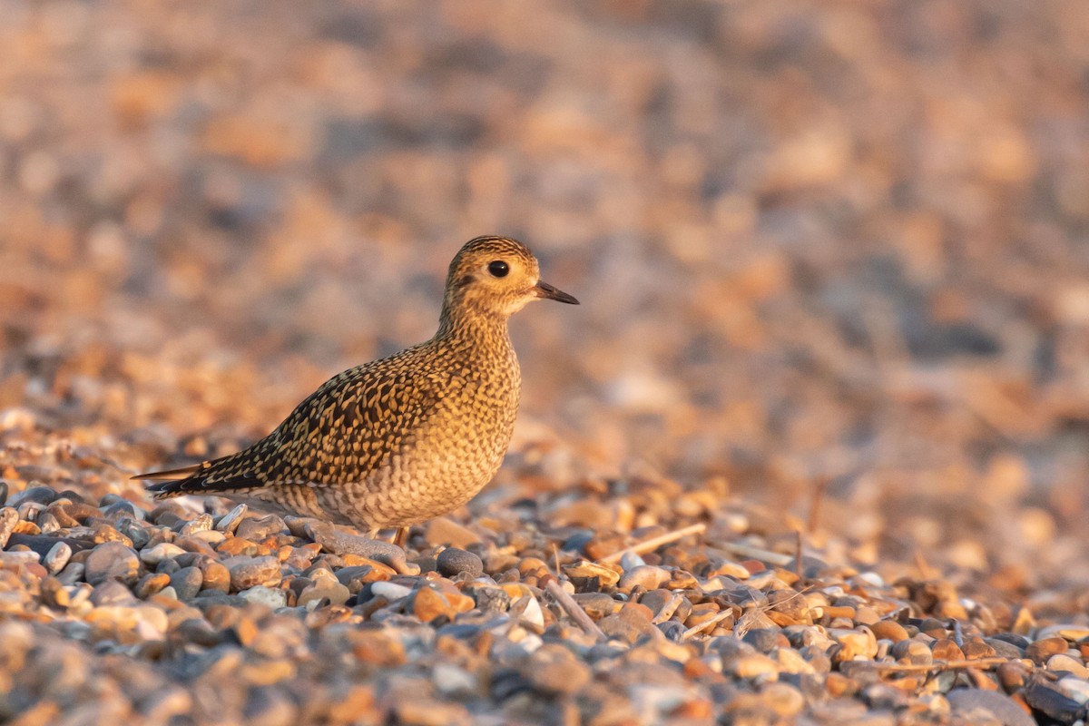 European Golden-Plover - ML608383944