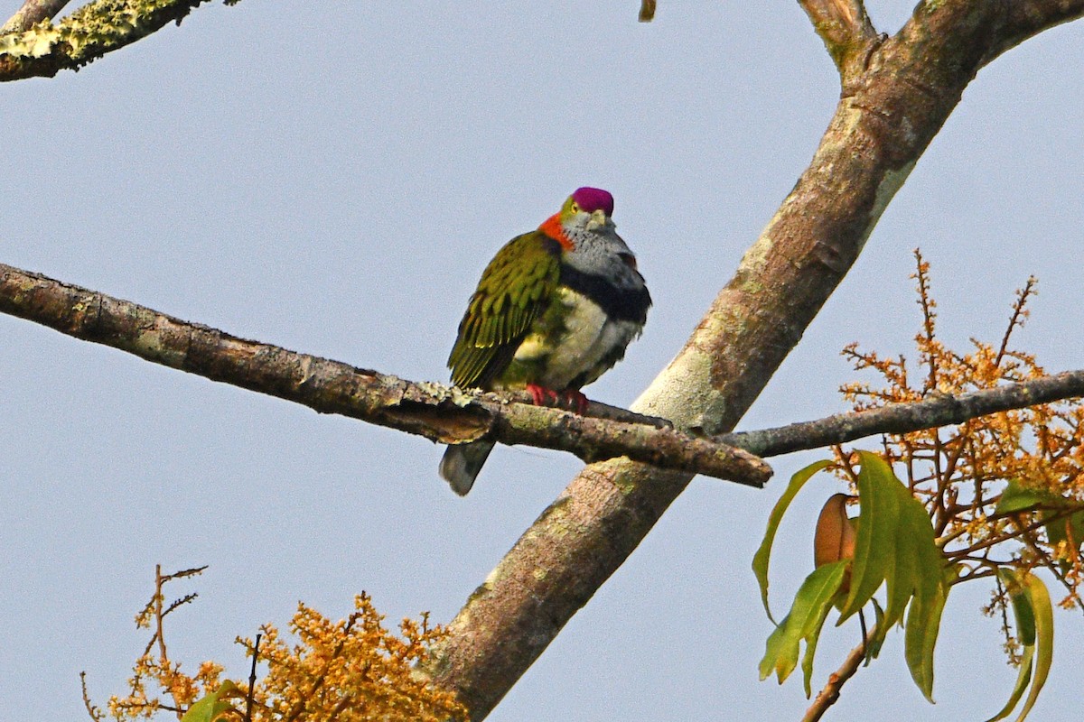 Superb Fruit-Dove - ML608384016