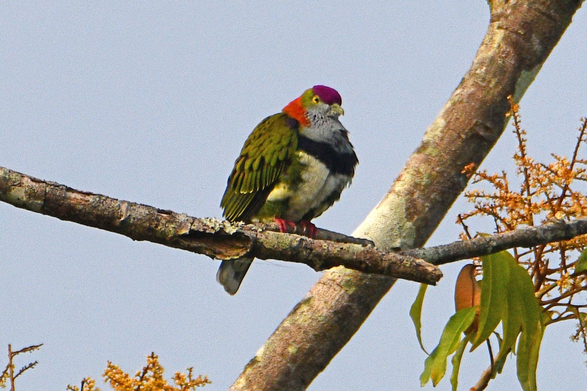 Superb Fruit-Dove - ML608384029