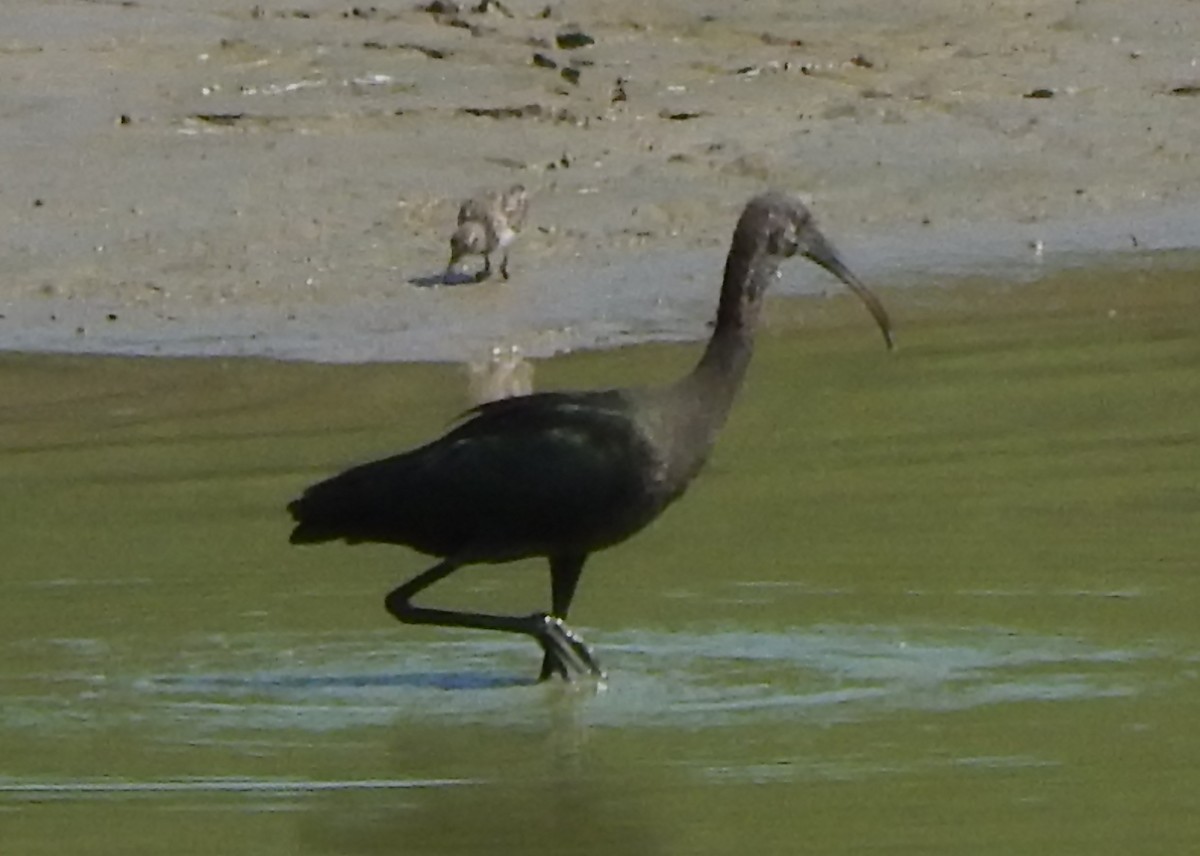 Glossy/White-faced Ibis - ML608384034