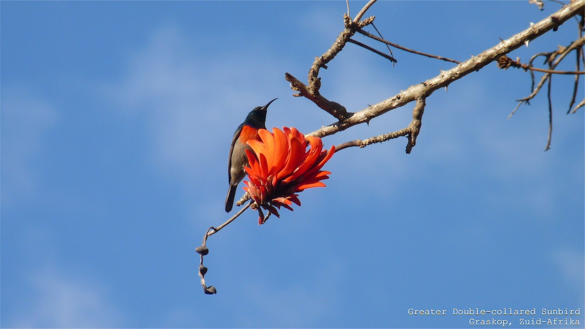 Greater Double-collared Sunbird - Martien Prins