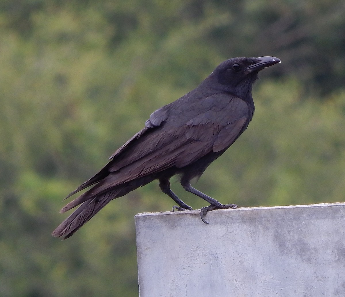 Fish Crow - ML608384072