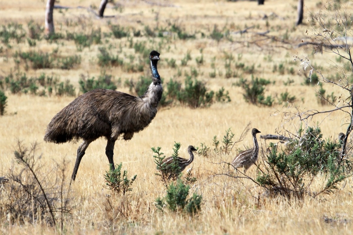 Emu - Stuart Cooney