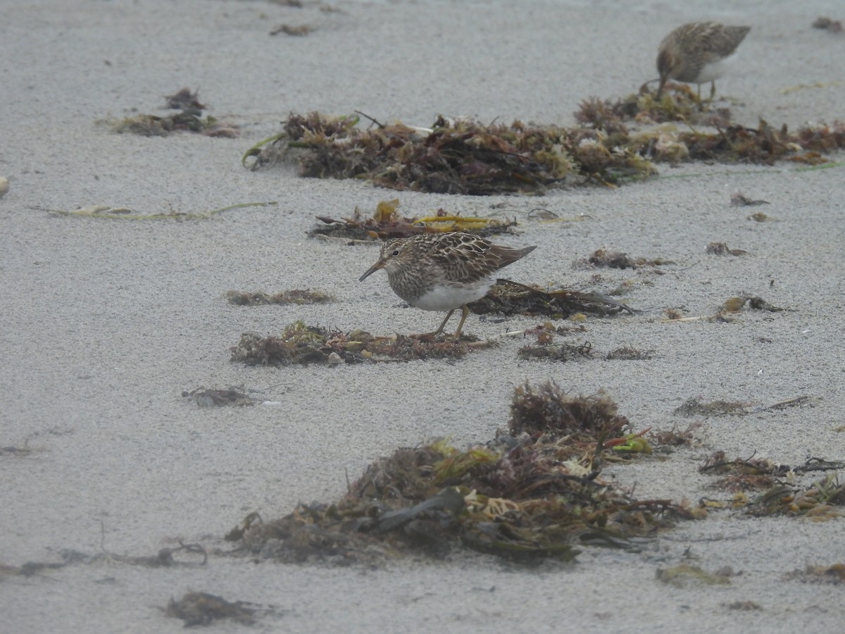 Pectoral Sandpiper - ML608384127