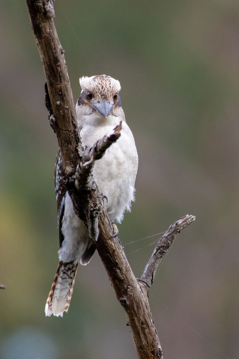 Laughing Kookaburra - ML608384280