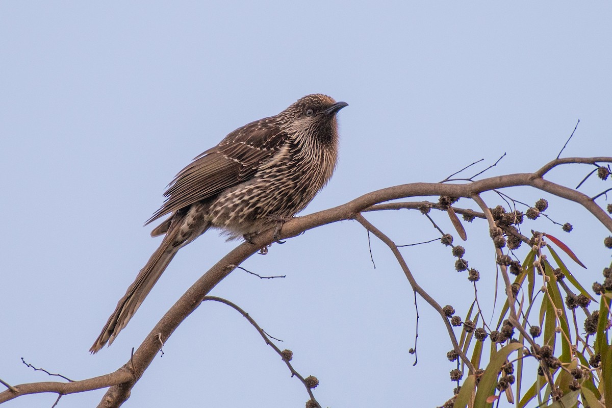 Little Wattlebird - ML608384301