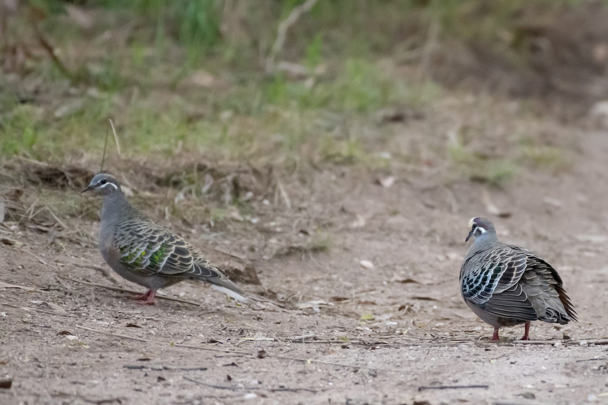 Common Bronzewing - ML608384302