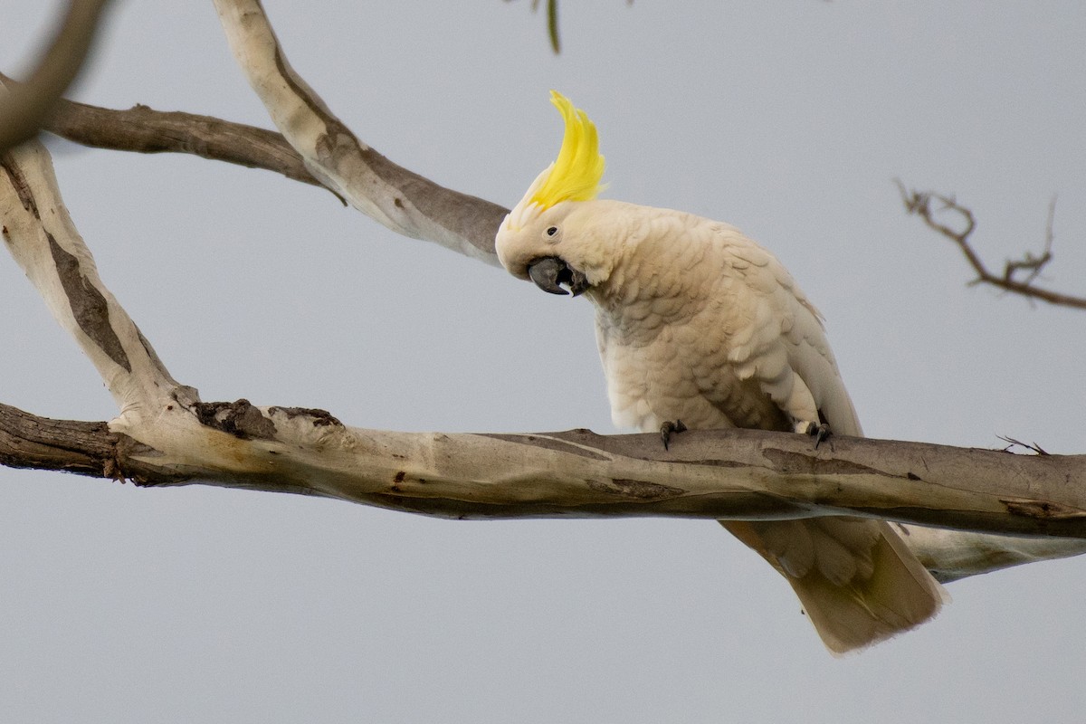 Sulphur-crested Cockatoo - ML608384303