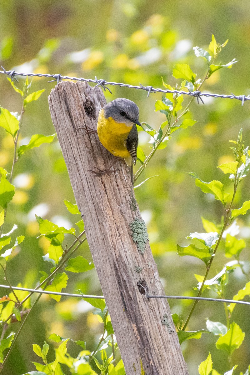 Eastern Yellow Robin - ML608384309