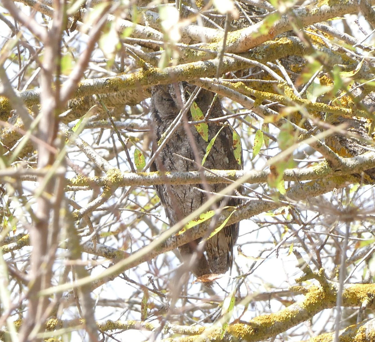 Cyprus Scops-Owl - ML608384377