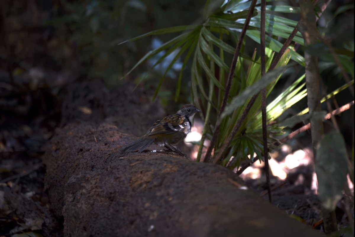 Australian Logrunner - ML608384391