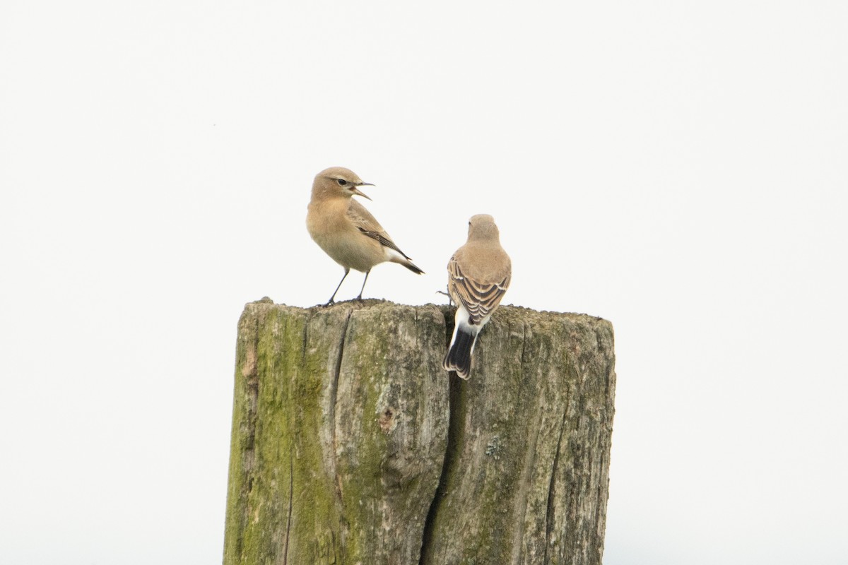 Northern Wheatear - Letty Roedolf Groenenboom