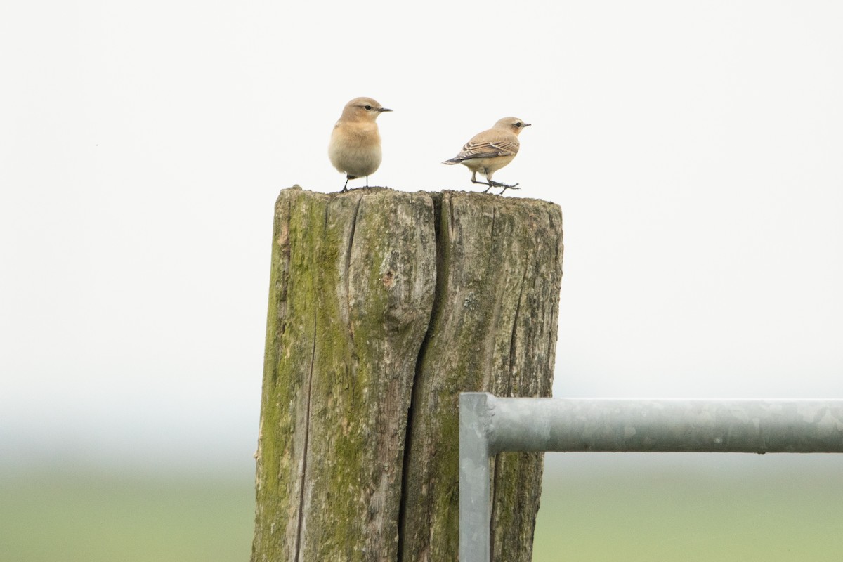 Northern Wheatear - Letty Roedolf Groenenboom