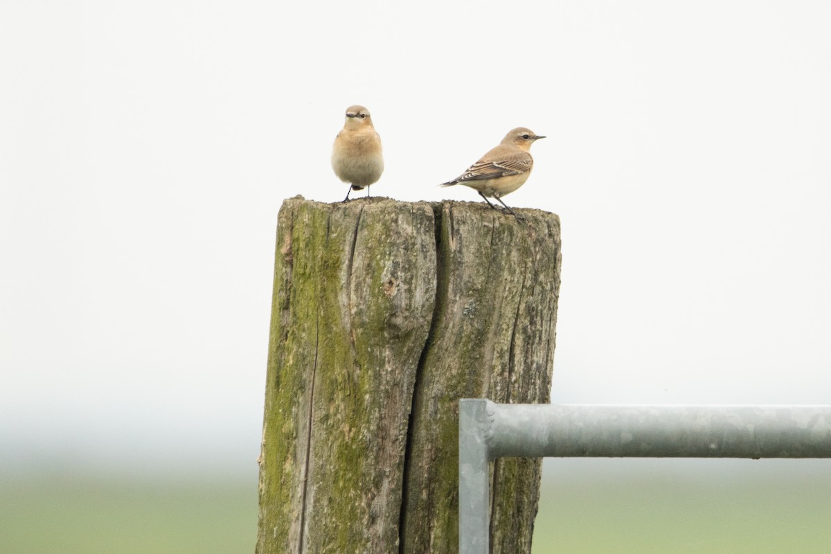 Northern Wheatear - ML608384552