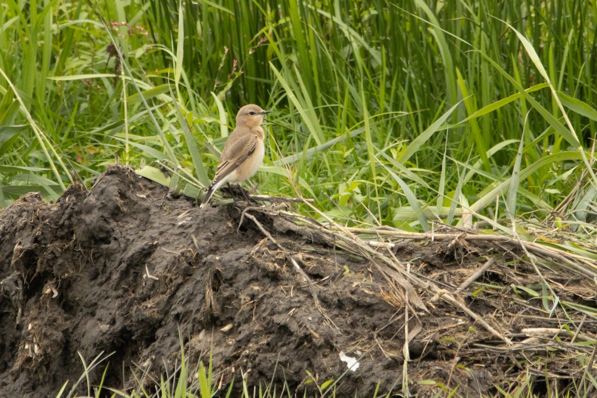 Northern Wheatear - ML608384555