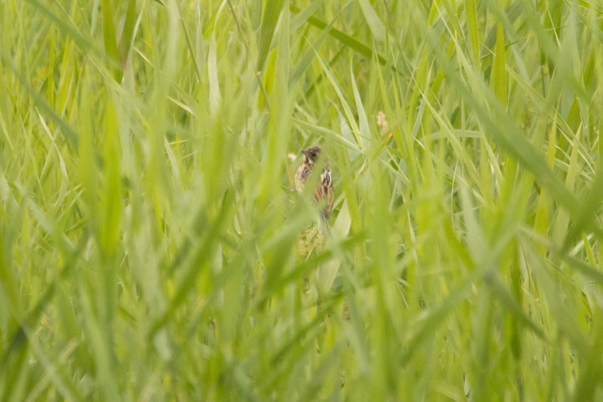 Reed Bunting - Letty Roedolf Groenenboom