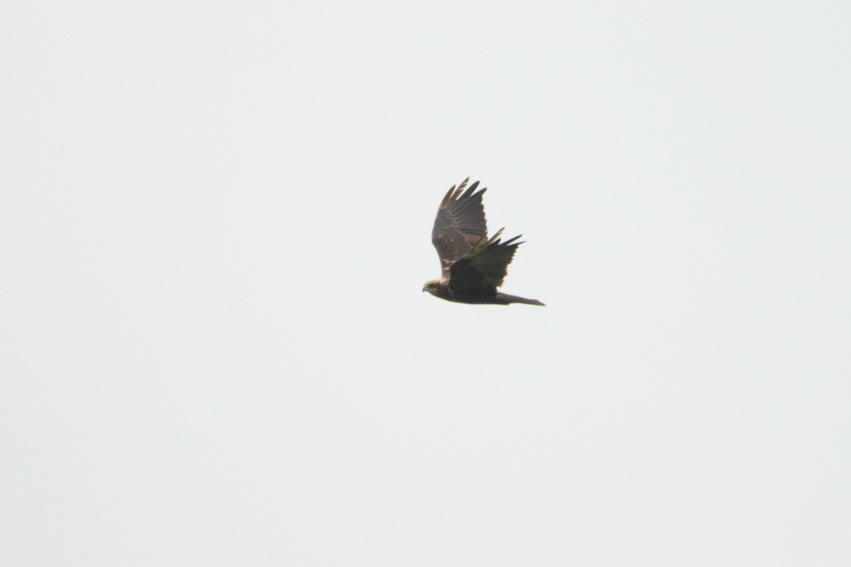 Western Marsh Harrier - ML608384674