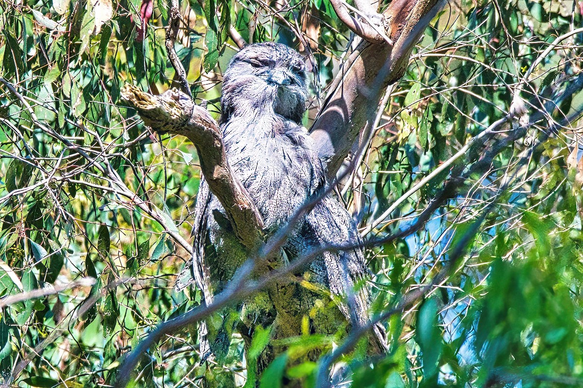 Tawny Frogmouth - ML608384700