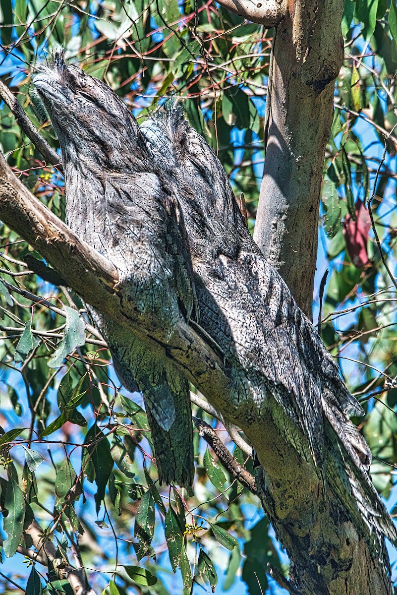 Tawny Frogmouth - ML608384701