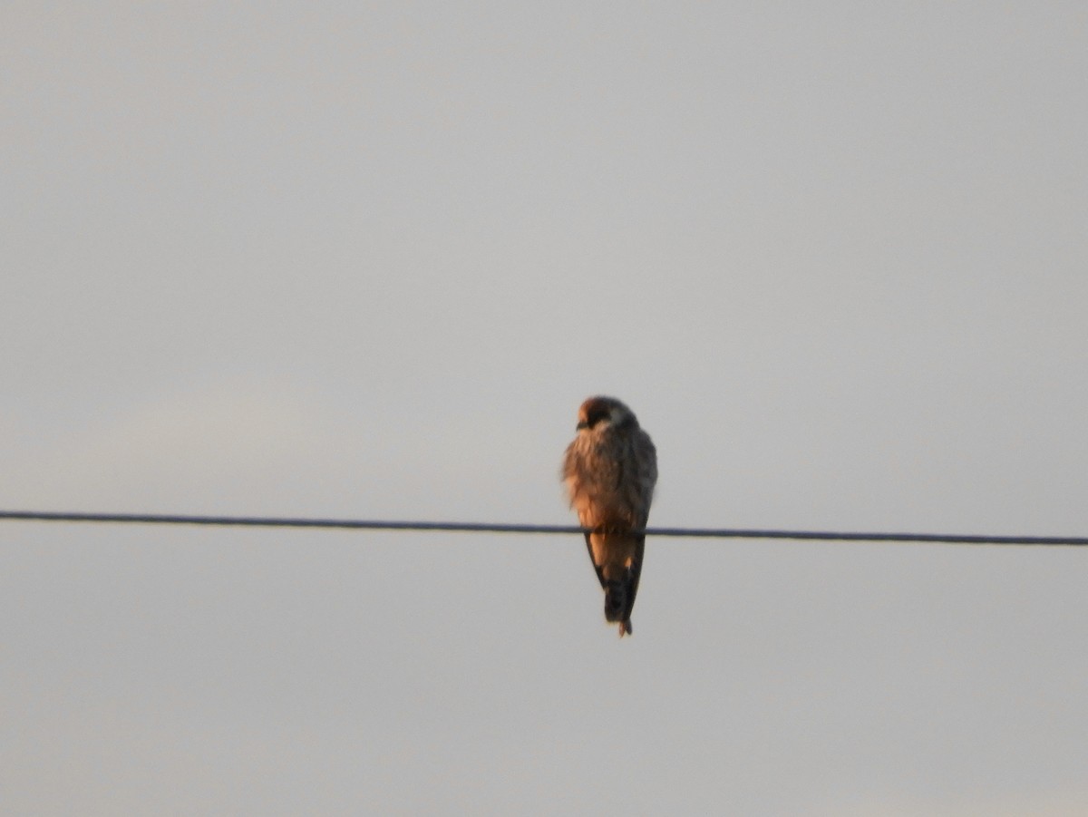 Red-footed Falcon - ML608384736