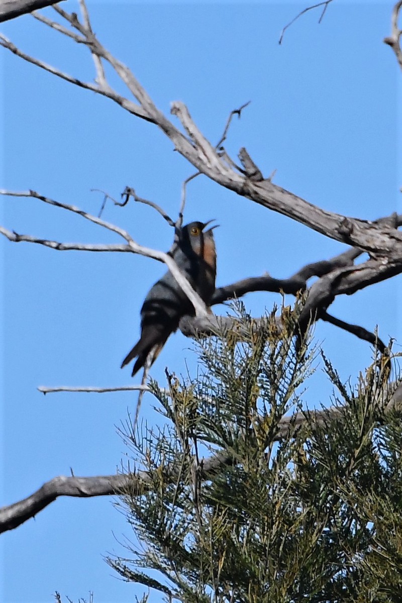 Fan-tailed Cuckoo - Michael Louey