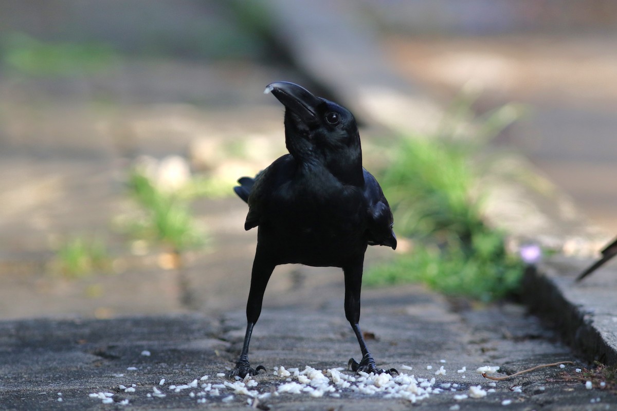 Large-billed Crow - ML608385017