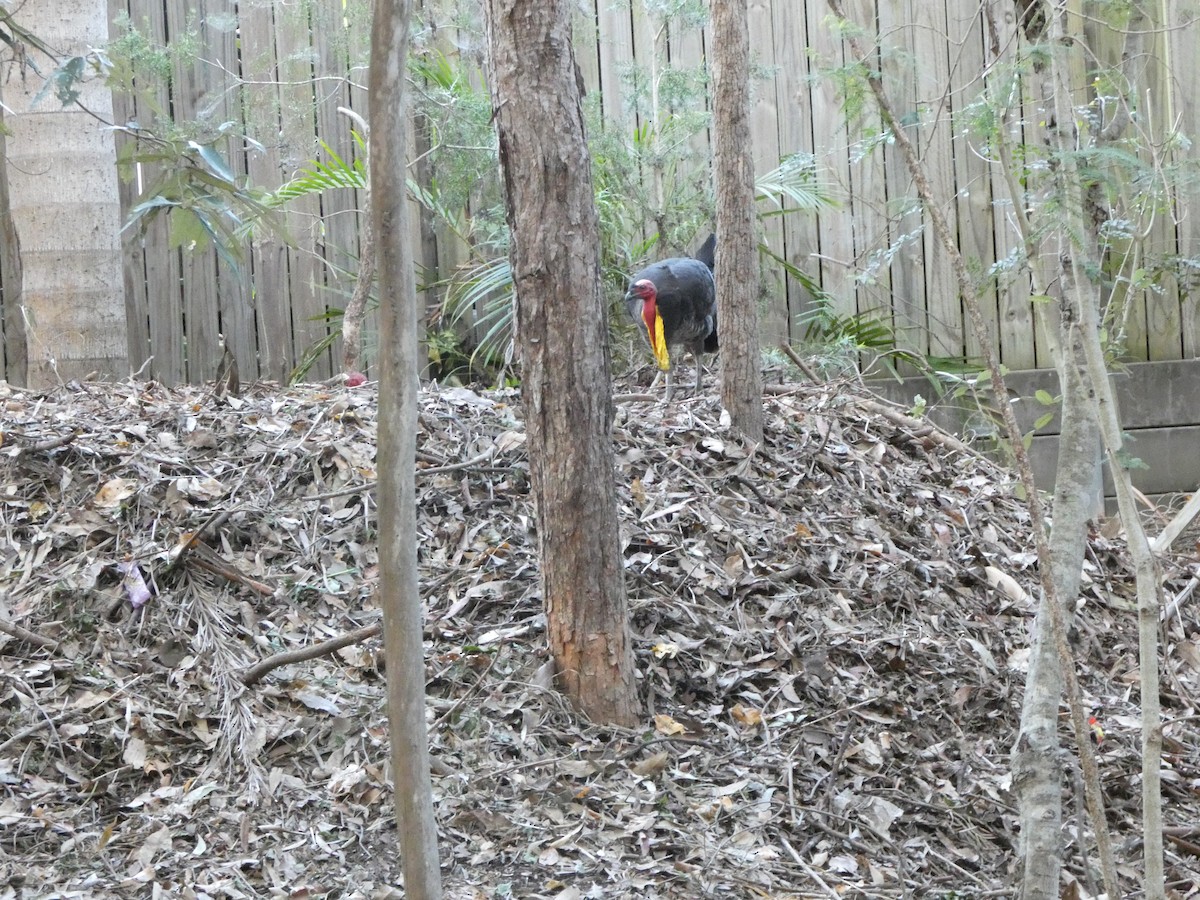 Australian Brushturkey - ML608385072