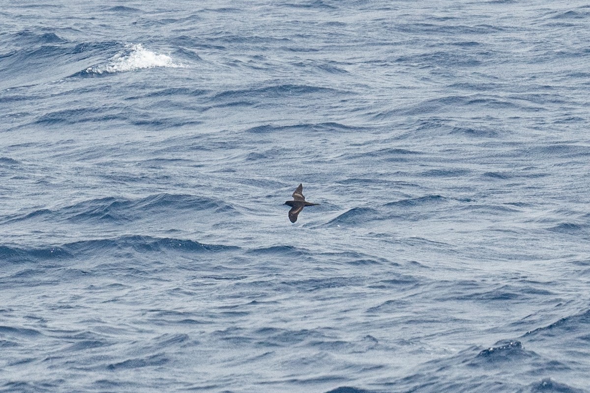 Bulwer's Petrel - ML608385115