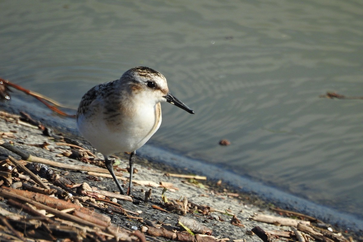 Bécasseau sanderling - ML608385139