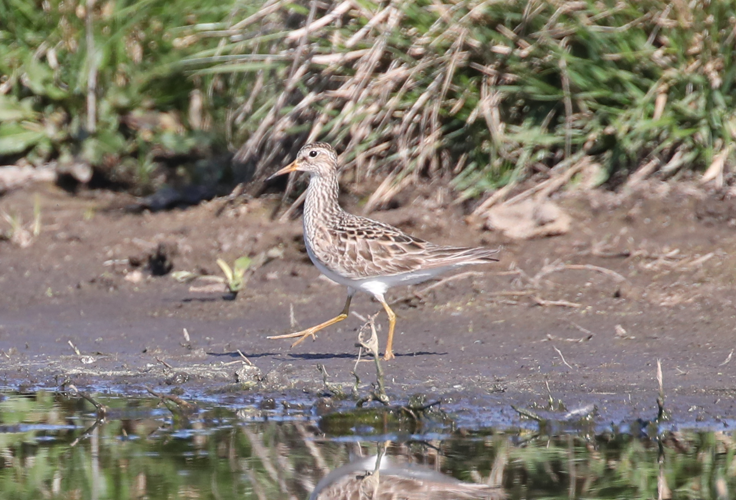 Pectoral Sandpiper - ML608385182