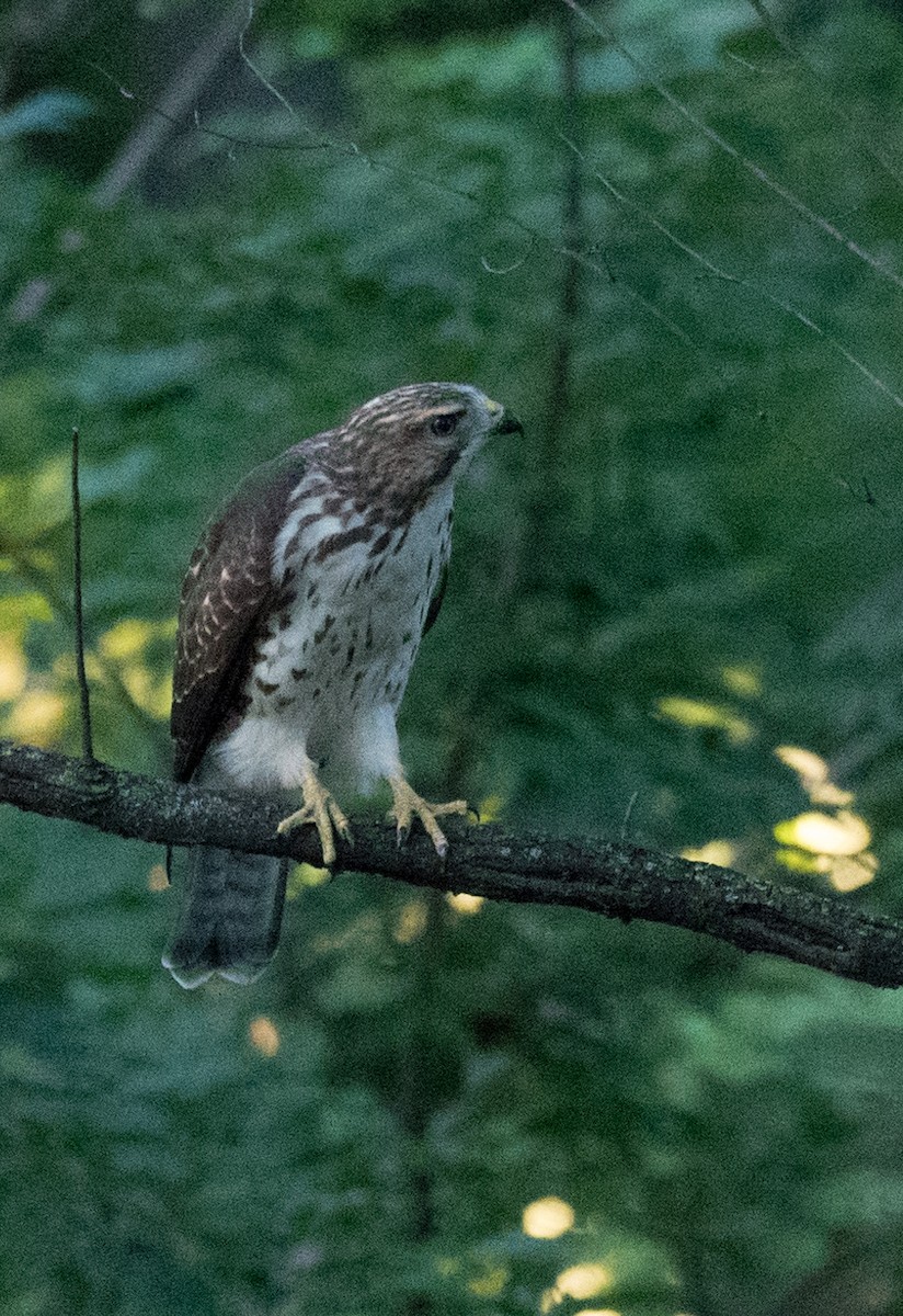 Broad-winged Hawk - ML608385186