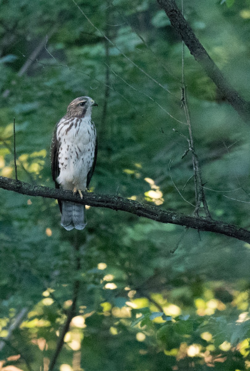 Broad-winged Hawk - ML608385187