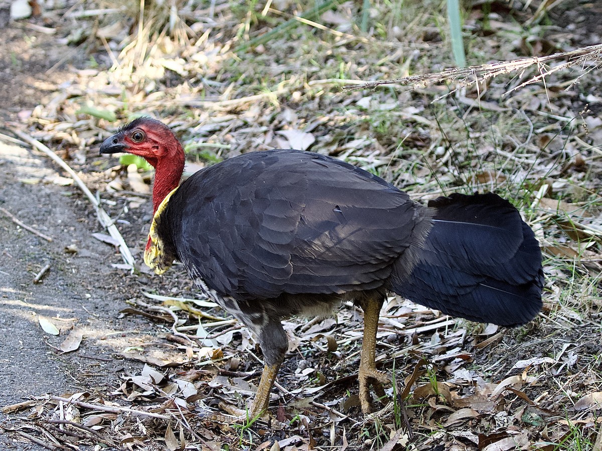 Australian Brushturkey - ML608385214