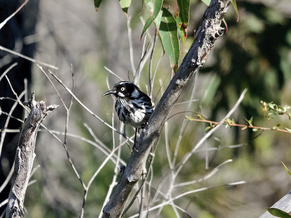 New Holland Honeyeater - ML608385229