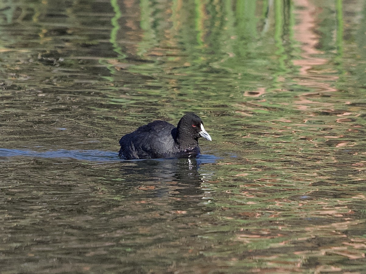 Eurasian Coot - ML608385237