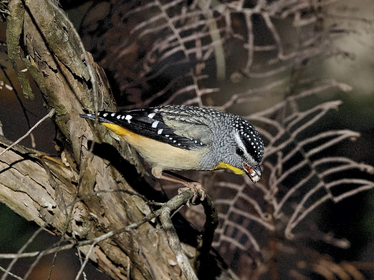 Spotted Pardalote - Allan Johns