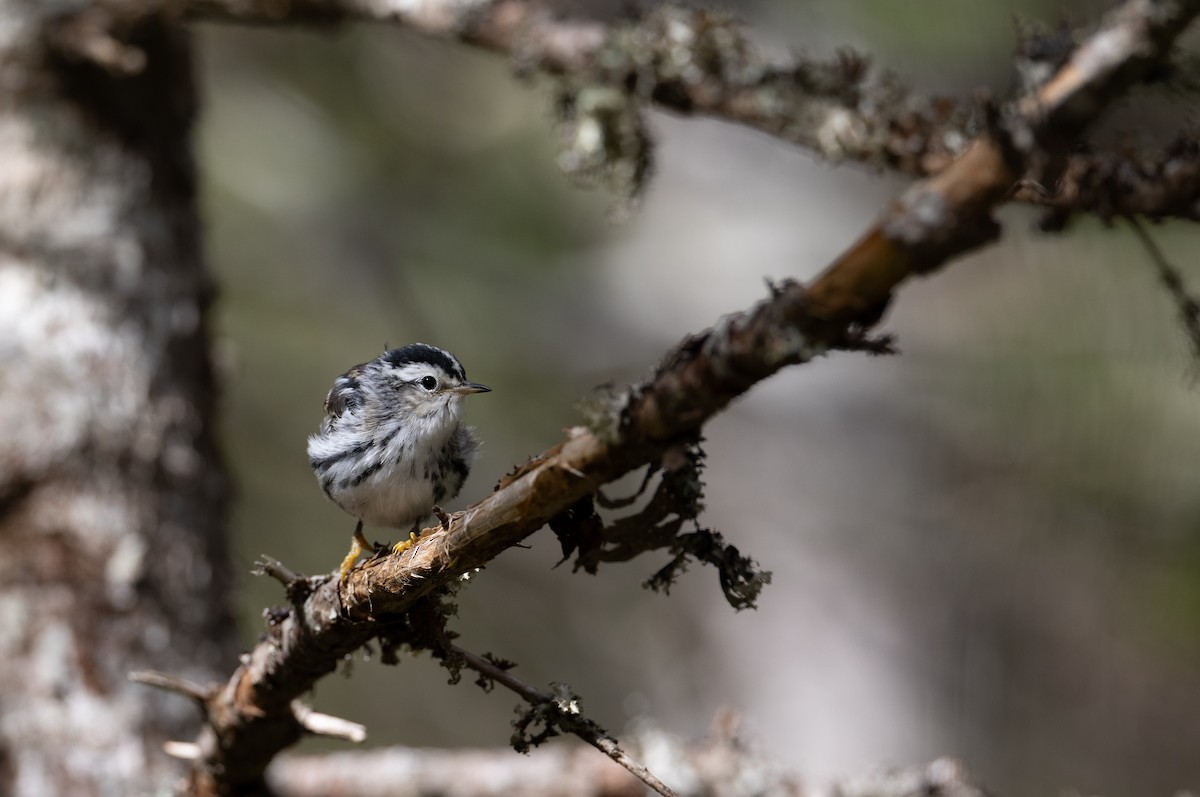 Black-and-white Warbler - ML608385503