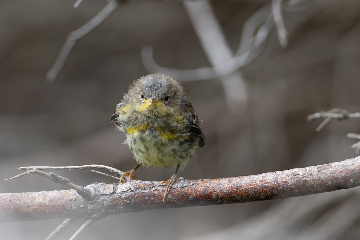 Yellow-rumped Warbler - ML608385556